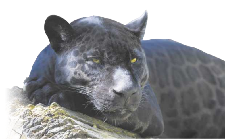 Fotografia de uma onça-pintada melânica. É um grande felino, possui pelagem acinzentada com manchas pretas em todo o corpo. Os indivíduos possuem até 1,85 metros de comprimento.