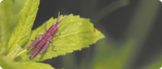 Fotografia de um gafanhoto rosa sobre uma folha verde. É um inseto, possui duas antenas e patas traseiras maiores em relação às outras. Possui aproximadamente 2,4 centímetros.