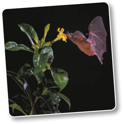 Fotografia do morcego bebendo o néctar de uma única flor de uma planta enquanto voa. A flor está localizada no topo da planta, onde há também outras flores em botão. O morcego possui o corpo peludo, duas asas finas e lisas maiores que seu corpo. Possuem cerca de 8 centímetros de comprimento e 25 centímetros de envergadura das asas.