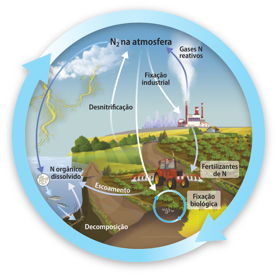 Esquema representando o ciclo do nitrogênio por meio de setas e ilustrações. O Nitrogênio Níndice 2 da atmosfera é dissolvido na água através de uma reação catalisada pela descarga elétrica de raios. A decomposição e o escoamento de Fertilizantes N também fazem com que o nitrogênio seja dissolvido na água. O Níndice 2 pode ser fixado industrial e biologicamente por meio de fertilizantes e de microrganismos, respectivamente. No solo também ocorre, por meio de bactérias, o processo de desnitrificação, fazendo com que o nitrogênio retorne à atmosfera.