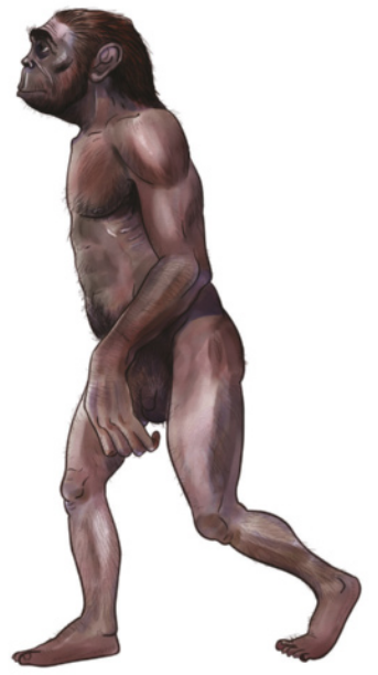 Ilustração de um hominínio do gênero Australopithecu que é um ser bípede, semelhante a um humano, mas tem mãos consideravelmente maiores e músculos bem definidos. As feições se assemelham às de macacos.