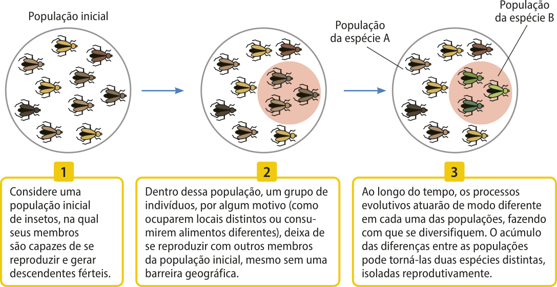 Esquema representando as etapas que envolvem a especiação simpátrica. 1. População inicial representada por insetos de diferentes tons de marrom dentro de um círculo. Texto: Considere uma população inicial de insetos, na qual seus membros são capazes de se reproduzir e gerar descendentes férteis. 2. Em um segundo momento, um grupo de três insetos está circulado, representando a diferenciação dos demais. Texto: Dentro dessa população, um grupo de indivíduos, por algum motivo (como ocuparem locais distintos ou consumirem alimentos diferentes), deixa de se reproduzir com outros membros. da população inicial, mesmo sem uma barreira geográfica. 3. O tempo passa e os três insetos do círculo menor estão verdes, indicados como população B. O restante está indicado como população A. Texto: Ao longo do tempo, os processos evolutivos atuarão de modo diferente em cada uma das populações, fazendo com que se diversifiquem. O acúmulo das diferenças entre as populações pode torná-las duas espécies distintas, isoladas reprodutivamente.