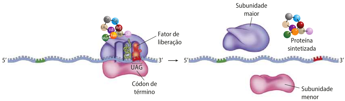 Esquema representando um ribossomo como na imagem anterior. No primeiro momento, ele possui um R N A t ligado a uma cadeia polipeptídica e uma proteína fator de liberação ligada ao códon de término. Ao final, as subunidades do ribossomo se separam e uma nova proteína sintetizada surge a partir da cadeia polipeptídica.