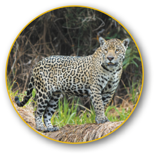 Fotografia de uma onça-pintada de pé sobre um tronco de árvore caído no chão. Em segundo plano, há uma mata. A onça é um grande felino de pelo curto, de cor clara com manchas pretas que formam um padrão arredondado na maior parte do corpo. Dentro deste padrão existem pequenas pintas.