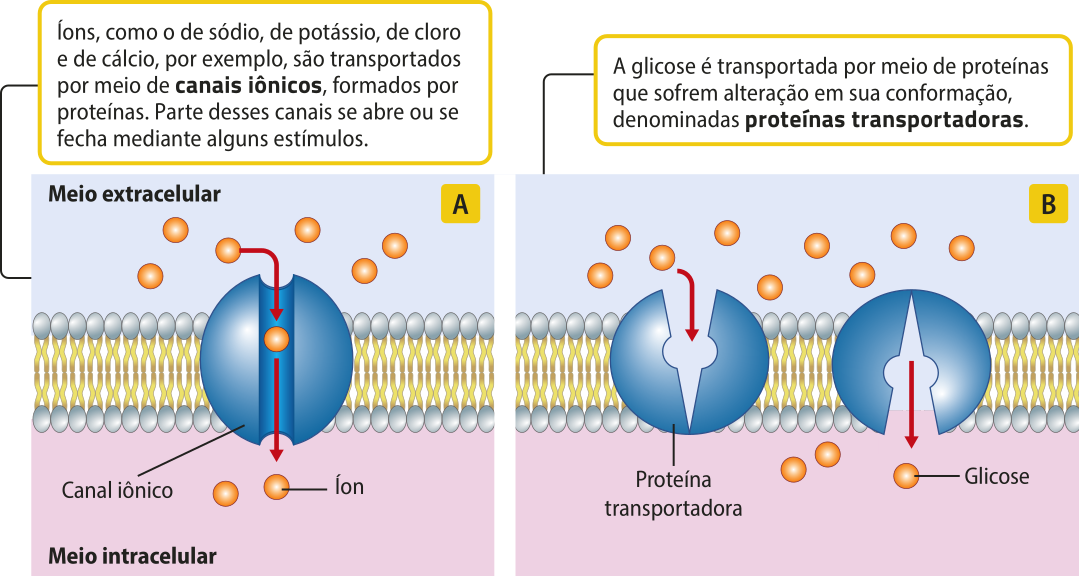 Esquema representando a difusão facilitada de duas formas diferentes e as explicações em texto. Forma A. Pequenas esferas representadas como íons passam do meio extracelular para o meio intracelular através do canal iônico, tubo interno de uma proteína da membrana plasmática. Texto: Íons, como o de sódio, de potássio, de cloro e de cálcio, por exemplo, são transportados por meio de canais iônicos, formados por proteínas. Parte desses canais se abre ou se fecha mediante alguns estímulos. Forma B. Pequenas esferas do meio extracelular representadas como moléculas de glicose entram na proteína representada por duas semi esferas unidas que formam uma abertura em V. A glicose entra por esta abertura no meio extracelular, a proteína se fecha e abre novamente para o meio intracelular. Texto: A glicose é transportada por meio de proteínas que sofrem alteração em sua conformação, denominadas proteínas transportadoras.