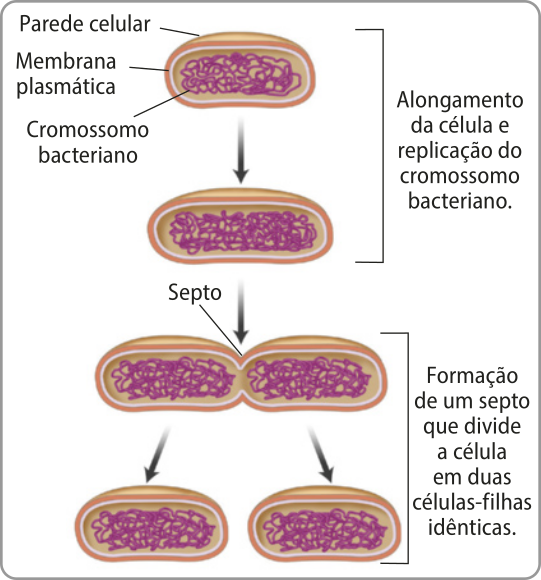 Esquema representando a fissão binária de uma bactéria. No primeiro momento, mostra uma bactéria em corte com parede celular, membrana plasmática e cromossomo bacteriano. No segundo momento ocorre o alongamento da célula e replicação do cromossomo bacteriano. No terceiro momento, ocorre a formação de um septo no centro da bactéria. No quarto momento, a célula é dividida em duas a partir do septo.