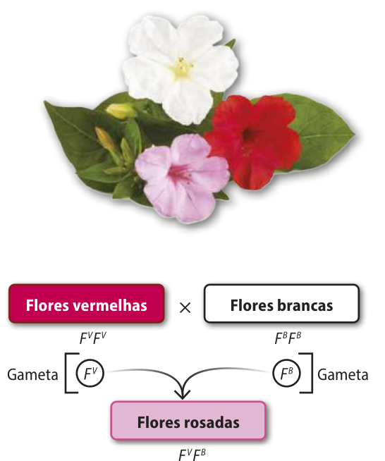 Esquema representando o cruzamento entre flores de maravilha de cor branca e vermelha. Flores vermelhas F maiúsculo^V F maiúsculo^V com flores brancas F maiúsculo^B F maiúsculo^B geram flores rosadas F maiúsculo^V F maiúsculo^B.