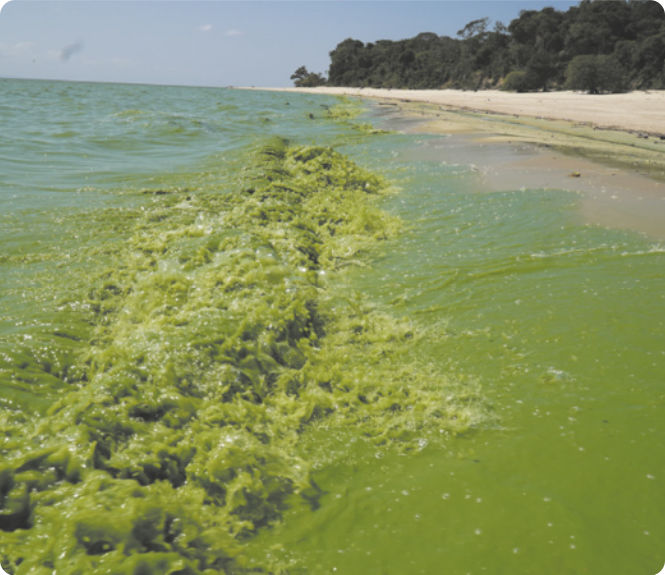 Fotografia da beira do mar com a água verde e uma pequena onda quebrando na praia. À direita é possível ver uma pequena faixa de areia, com uma vegetação atrás.