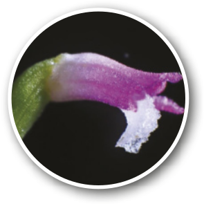 Fotografia da orquídea pétalas-de-vidro, suas sépalas e pétalas formam uma espécie de tubo. As pétalas são finas e brilhantes. Apresenta labelo, a pétala modificada típica das orquídeas, que se destaca no centro da flor. As pétalas medem cerca de 3 a 4 milímetros de comprimento.