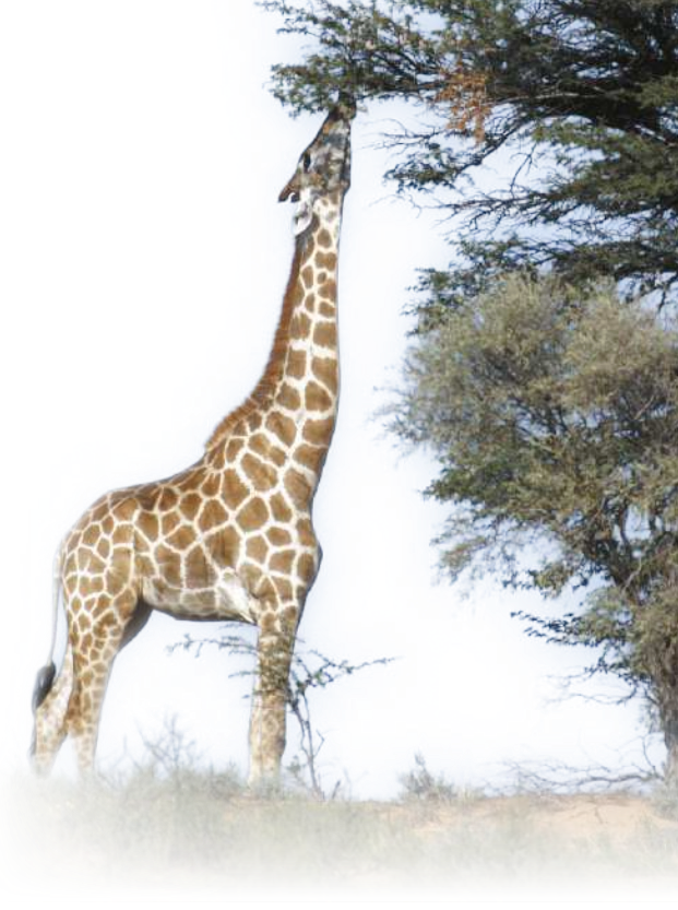 Fotografia de uma girafa se alimentando das folhas de uma árvore. A girafa é um animal quadrúpede, com o pescoço muito alongado em relação ao corpo. Possui olhos nas laterais da cabeça, um rabo, orelhas relativamente pequenas, crina e pelagem curta, amarelada com diversas manchas marrons espalhadas. O tamanho médio de um indivíduo adulto é de 4,2 metros.
