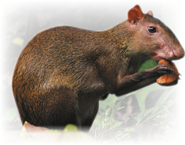 Fotografia de uma cutia alimentando-se de algo que segura com as patas dianteiras. É um roedor de porte pequeno, possui pelo curto, orelhas pequenas e focinho alongado.