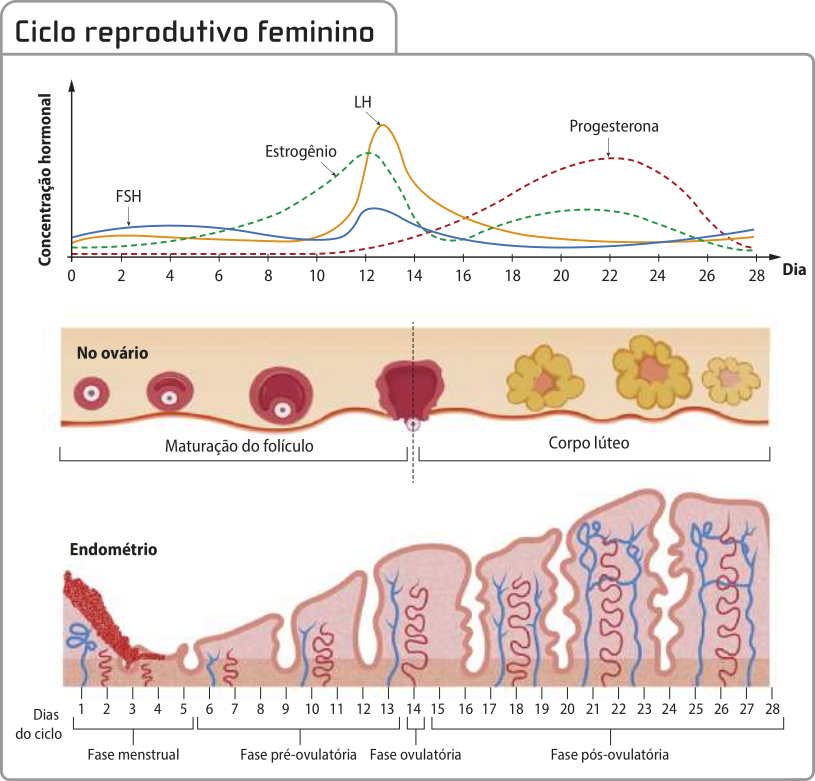 Composição de imagens “Ciclo reprodutivo feminino”, composto por três partes. 1. Gráfico de linhas, cada linha mostra a variação da concentração de quatro hormônios ao longo do ciclo. O eixo vertical representa a “Concentração hormonal”. O eixo horizontal representa o dia do ciclo, com marcações de 0 a 28.  Hormônio F S H: apresenta leve aumento no início e um pequeno pico próximo do dia 12, com queda logo em seguida. Volta a aumentar depois do dia 24. Hormônio Estrogênio: Inicia próximo a zero e cresce gradualmente, atingindo o pico por volta do dia 12, com queda logo após. Aumenta gradualmente até o dia 21, quando volta a diminuir também gradualmente. Hormônio L H: mostra pico acentuado entre os dias 12 e 14 e se mantém baixo no resto do ciclo. Progesterona: mantém o nível muito baixo no início do ciclo, começa a aumentar após o dia 14, atinge o pico por volta do dia 22 e decai gradualmente até o final do ciclo. 2. Esquema representando o que ocorre nos ovários durante o ciclo. Um pequeno folículo contendo um ovócito começa a se aproximar da parede do ovário enquanto aumenta de tamanho, denominada maturação do folículo. No dia 14 ocorre a ovulação, com a liberação do ovócito. Em seguida, forma-se o corpo lúteo, como é chamado o folículo vazio, que diminui de tamanho até desaparecer. 3. Esquema representando a parede do endométrio durante o ciclo. Do dia 1 ao 5, o endométrio está coberto de sangue e vai gradualmente diminuindo de grossura, indicando a fase menstrual. Entre os dias 6 e 13, o tecido se torna progressivamente mais espesso, indicando a fase pré-ovulatória. O dia 14 está indicado como fase ovulatória. Depois disso, o endométrio fica cada vez mais grosso e vascularizado até o final do ciclo.