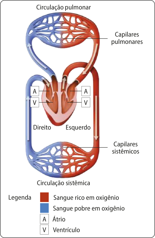 Esquema representando os locais onde ocorre a circulação pulmonar e a circulação sistêmica no sistema circulatório. Estão representados os capilares pulmonares, onde ocorre a circulação pulmonar, o coração com dois átrios e dois ventrículos, e os capilares sistêmicos, onde ocorre a circulação sistêmica. O fluxo de sangue está representado por setas. A metade direita do sistema está preenchida de sangue pobre em oxigênio e a metade esquerda está preenchida de sangue rico em oxigênio.