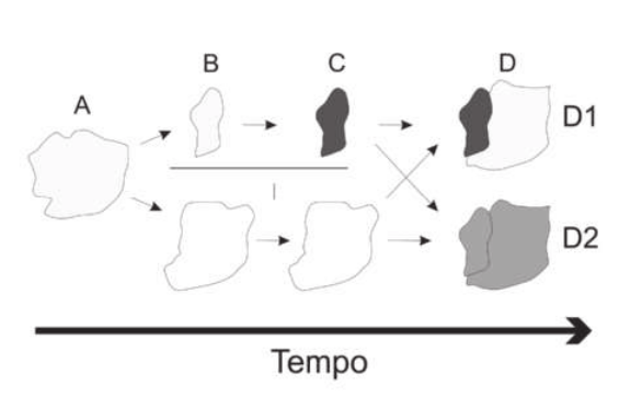 Esquema representado as mudanças de uma população. Uma seta da esquerda para a direita indica a passagem do tempo.  A. A população está representada por uma mancha desforme cinza clara. B. A população é dividida em duas manchas por uma barreira física representada por uma reta no meio delas. A menor é cinza clara e a maior é branca. C. A mancha menor fica cinza escura e a maior permanece branca. D. A barreira deixa de existir e as manchas se unem mais uma vez. O esquema mostra duas possibilidades, D 1 e D 2. D 1. As manchas unidas mantêm suas cores branca e cinza escura. D 2. As manchas unidas ficam da cor cinza intermediário.