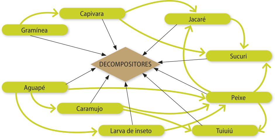 Fluxograma representando uma teia alimentar por meio de setas. A gramínea alimenta a capivara. A capivara alimenta o jacaré e a sucuri. O jacaré alimenta também a sucuri. O peixe alimenta o jacaré, a sucuri e o tuiuiú. A larva de inseto alimenta o peixe. O caramujo alimenta o peixe e o tuiuiú. O aguapé alimenta o caramujo, a larva de inseto e o peixe. Todos os seres servem de alimento para os decompositores.