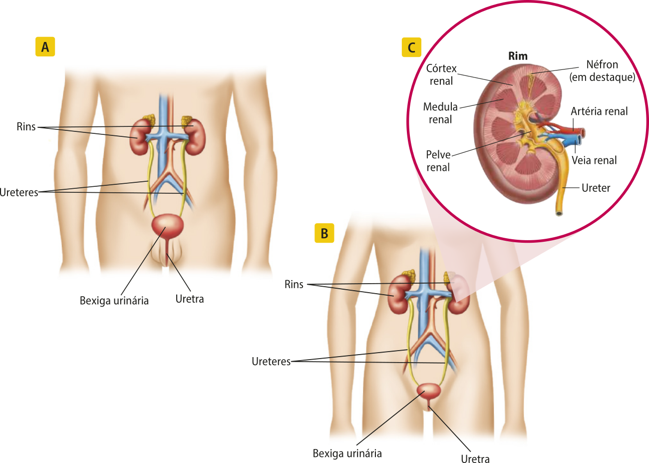 Composição com três esquemas. A. Esquema representando o sistema urinário no homem. Estão indicados no abdômen os rins, os ureteres, a bexiga e a uretra. B. Esquema representando o sistema urinário na mulher. Estão indicados no abdômen os rins, os ureteres, a bexiga e a uretra. C. Esquema representando o rim em corte longitudinal. Estão indicados nele o córtex renal, a medula renal, a pelve renal, néfrons, ureter, artéria renal e veia renal.