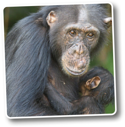 Fotografia de chimpanzés, uma mãe segurando o filhote. É um primata de corpo robusto e membros longos. Os braços são mais compridos que as pernas. A face é quase sem pelos, com olhos frontais e nariz achatado. A cabeça é arredondada, com orelhas grandes e visíveis. O corpo é coberto por pelos escuros. As mãos têm dedos longos. Medem entre 60 e 90 centímetros.