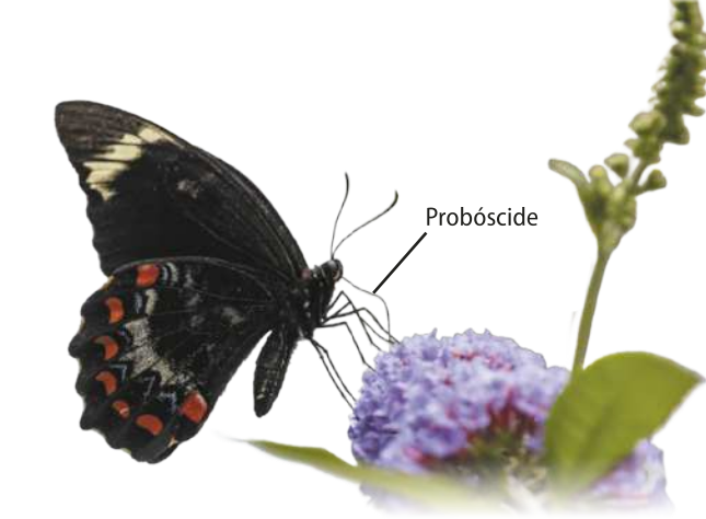 Fotografia de uma borboleta da espécie Papilio aegeus de lado posada sobre uma flor. A borboleta tem asas predominantemente pretas com manchas vermelhas e brancas. Possui duas antenas e uma probóscide na cabeça. A probóscide é uma estrutura fina e alongada, como um tubo. Possuem cerca de 12 centímetros.