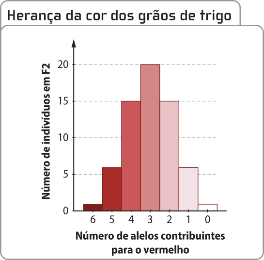 Gráfico de colunas 'Herança da cor dos grãos de trigo'. O eixo vertical representa o número de indivíduos em F 2 e o eixo horizontal representa o número de alelos contribuintes para o vermelho. O dados são os seguintes: 6 alelos: 1 indivíduo. 5 alelos: 6 indivíduos. 4 alelos: 15 indivíduos. 3 alelos: 20 indivíduos. 2 alelos: 15 indivíduos. 1 alelos: 6 indivíduos. Zero alelos: 1 indivíduo.