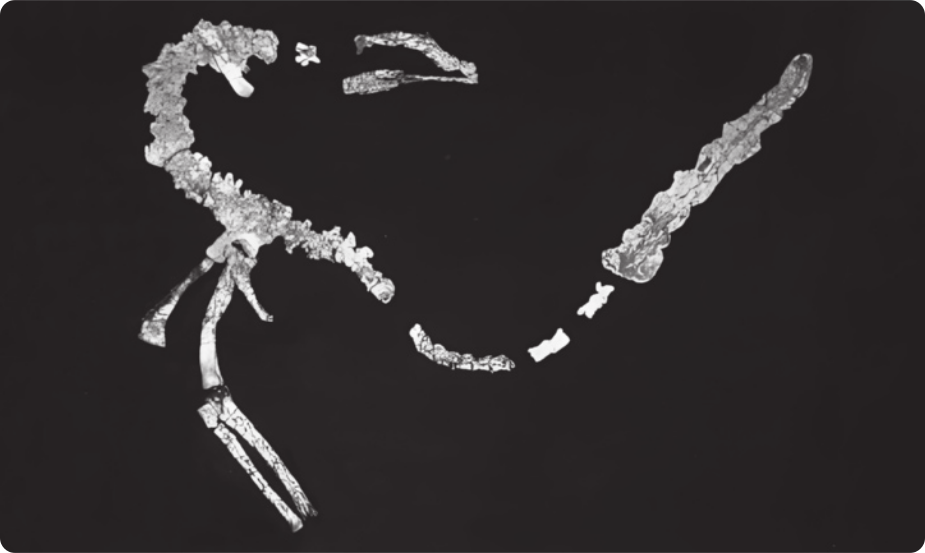 Fotografia raio-x de um esqueleto de dinossauro fossilizado. Foram conservadas predominantemente os ossos de sua coluna vertebral, cauda, cabeça e perna.