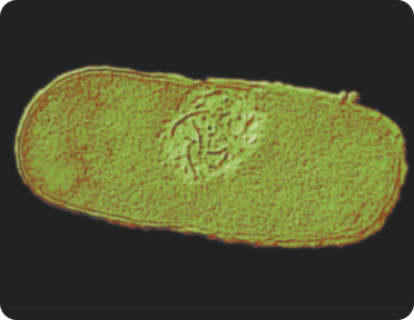 Imagem microscópica de uma bactéria Escherichia coli, que tem o formato cilíndrico, uma membrana que envolve todo seu conteúdo. No centro dela, está localizado seu material genético, que se parecem com pequenos filamentos de tamanhos diversos.