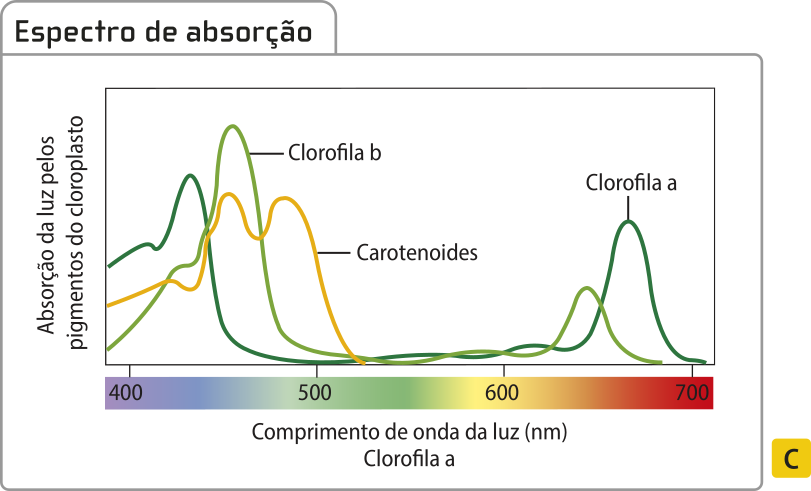 Gráfico de linha 'Espectro de absorção'. O eixo vertical representa a absorção de luz pelos pigmentos dos cloroplastos. O eixo horizontal representa o comprimento de onda da luz, variando de 400 a 700 nano metros. A linha que representa o pigmento clorofila tem um pico de absorção de luz maior aos 430 nano metros e outro menor aos 660 nano metros. A clorofila b possui um pico de absorção maior aos 460 nano metros e outro menor aos 640 nano metros. Os carotenoides apresentam maior absorção de luz entre os 400 e 510 nano metros.
