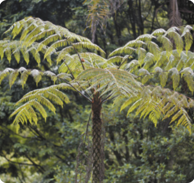 Fotografia de um samambaiaçu. Planta com caule ereto, fibroso e não ramificado. Do topo do caule, surgem as folhas longas e arqueadas. As folhas são divididas em numerosos folíolos finos, dispostos simetricamente ao longo do eixo central. Pode chegar a 4 metros de altura.