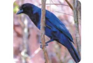 Fotografia de uma gralha-azul pousada sobre um galho. É um pássaro de coloração azul brilhante, cabeça e peito pretos. O bico também é azulado. Possui cerca de centímetros de comprimento.
