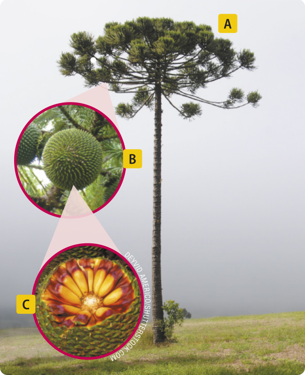 Composição de três fotografias. A. Araucária, árvore com tronco reto e cilíndrico, coberto por casca rugosa e fissurada. Os galhos ficam localizados apenas no topo e possuem tufos de folhas rígidas, finas e pontiagudas, dispostas nas pontas dos galhos. A copa tem formato achatado. Pode atingir até 50 metros de altura. B. Estróbilo feminino da araucária, estrutura arredondada formada pelos pinhões organizados em espiral ao redor de um centro esférico. A superfície apresenta aspecto robusto, coberta por pequenas estruturas, uma em cada ponta de cada pinhão, semelhantes a espinhos. Mede de 10 a 25 centímetros de diâmetro. C. Estróbilo feminino aberto, evidenciando os pinhões. O pinhão é uma semente alongada e robusta, com formato cilíndrico e levemente afilado em uma das pontas. A casca é lisa, dura e com brilho discreto. Cada pinhão mede cerca de 4 a 7 centímetros de comprimento.