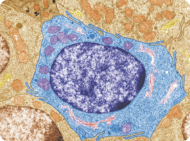 Imagem de microscopia de uma célula do intestino colorida de azul, evidenciando a membrana plasmática que a envolve. No centro dela está localizado um grande núcleo azul escuro. O citoplasma é azul claro e tem estruturas arredondadas dispersas nele.