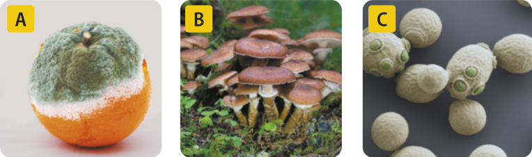Composição de três imagens. A. Fotografia de uma laranja com a metade superior coberta por fungo branco e esverdeado. B. Fotografia de diversos cogumelos iguais de tamanhos diferentes, agrupados em uma superfície coberta de musgo. C. Imagem de microscopia de fungos arredondados, alguns deles possuem pequenas esferas acopladas em sua superfície.