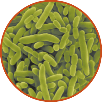 Imagem de microscopia de inúmeras bactérias com formato alongado e pontas arredondadas.