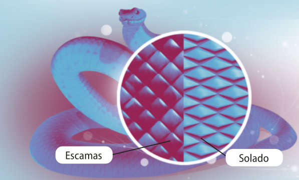 Esquema representando os tipos de escamas de uma cobra em detalhe. Na parte de cima, as escamas são mais unidas e lisas. Já no solado, a parte de baixo da cobra, as escamas são mais espaçadas e saltadas, criando mais textura.