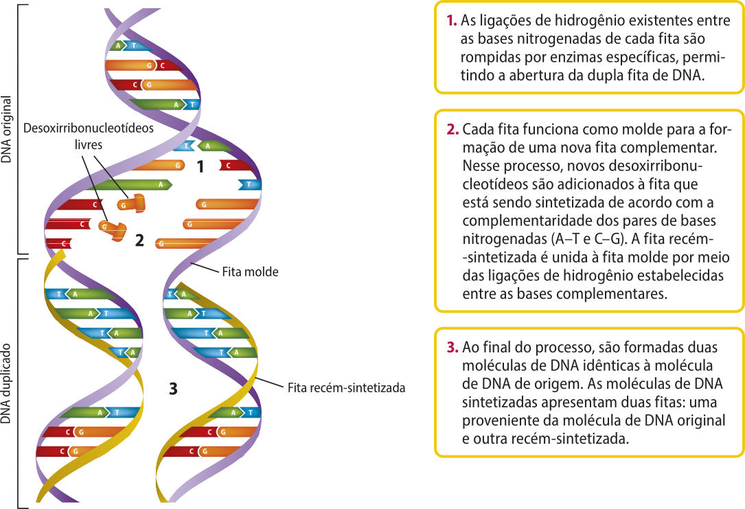 Esquema representando a duplicação semiconservativa a partir de uma fita dupla de D N A. 1. As ligações de hidrogênio existentes entre as bases nitrogenadas de cada fita original são rompidas por enzimas específicas, permitindo a abertura da dupla fita de D N A. 2. Cada fita funciona como molde para a formação de uma nova fita complementar. Nesse processo, novos desoxirribonucleotídeos livres são adicionados à fita que está sendo sintetizada de acordo com a complementaridade dos pares de bases nitrogenadas (A T e C G). A fita recém-sintetizada é unida à fita molde por meio das ligações de hidrogênio estabelecidas entre as bases complementares.