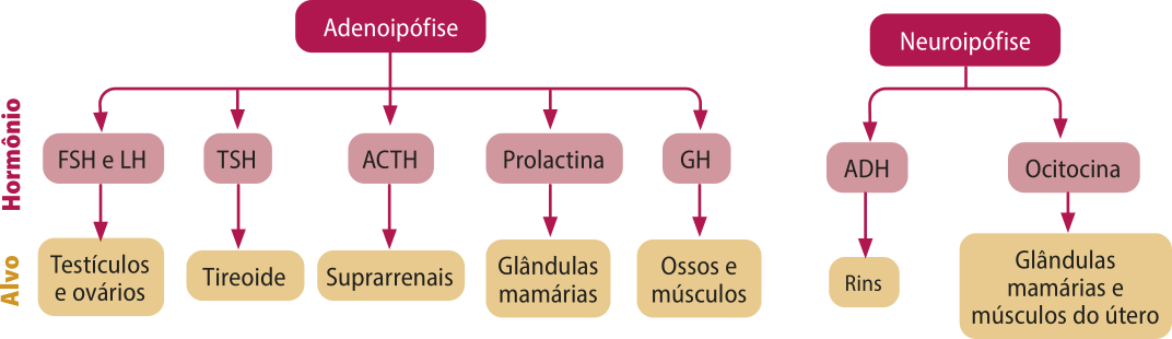 Esquema representando os hormônios secretados pela adenoipófise e pela neuroipófise e seus respectivos locais de ação. A adenoipófise secreta: F S H e L H, atuam nos testículos e ovários. T S H, atua na tireoide. A C T H, atua nas suprarrenais. Prolactina, atua nas glândulas mamárias. G H, atua nos ossos e músculos. A neuroipófise secreta: A D H, atua nos rins. Ocitocina, atua nas glândulas mamárias e músculos do útero.