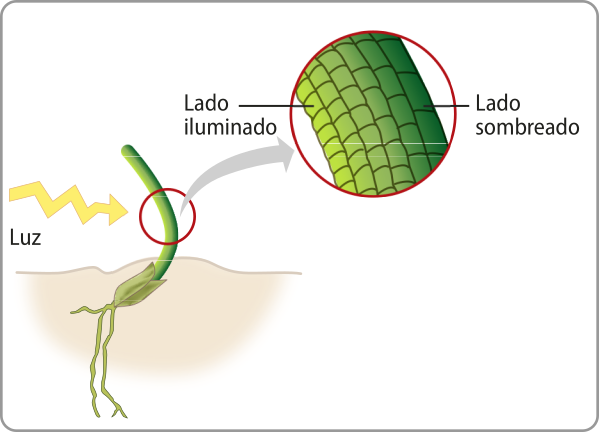 Esquema representando o crescimento curvo de um caule de planta, fazendo com que a ponta de cima vire em direção à luz. No detalhe, mostra que as células do caule voltadas à luz são mais curtas, enquanto as células do lado que não recebe luz são mais compridas, gerando esta curvatura.