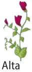 Ilustração de um é de ervilha alto.