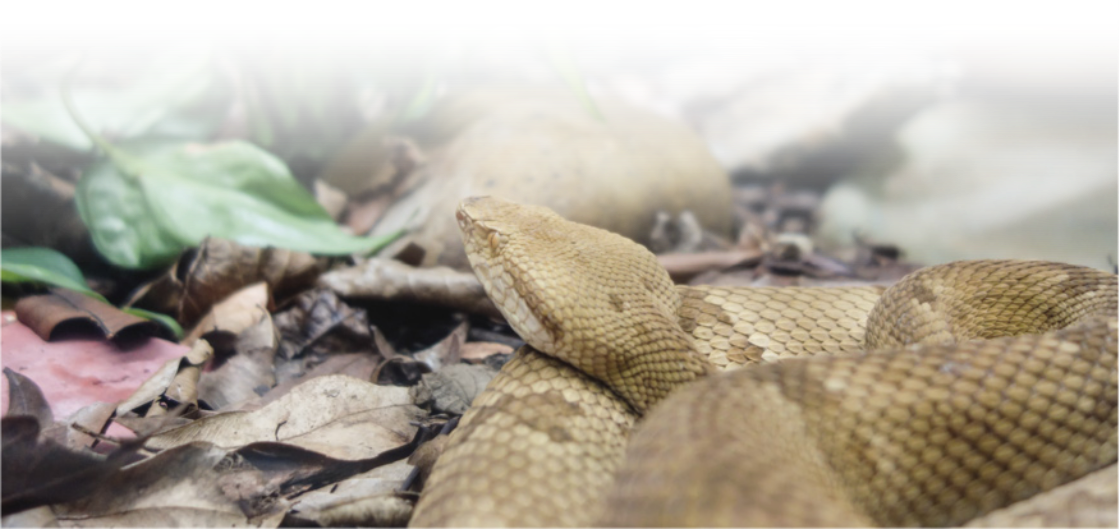 Fotografia da jararaca enrolada em si sobre um chão coberto de folhas secas.