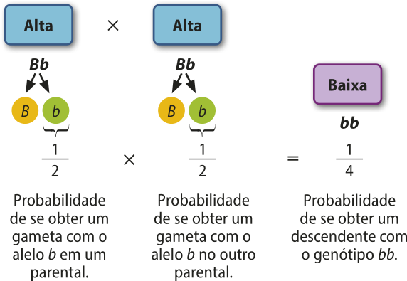 Esquema representando a probabilidade de se obter um descendente homozigoto recessivo b minúsculo b minúsculo de estatura baixa em um cruzamento entre ervilhas-de-jardim heterozigotas altas B maiúsculo b minúsculo. 1 sobre 2, probabilidade de se obter um gameta com o alelo b minúsculo em um parental, vezes 1 sobre 2, probabilidade de se obter um gameta com o alelo b minúsculo no outro parental é igual a 1 sobre quatro, probabilidade de se obter um descendente com o genótipo b minúsculo b minúsculo.