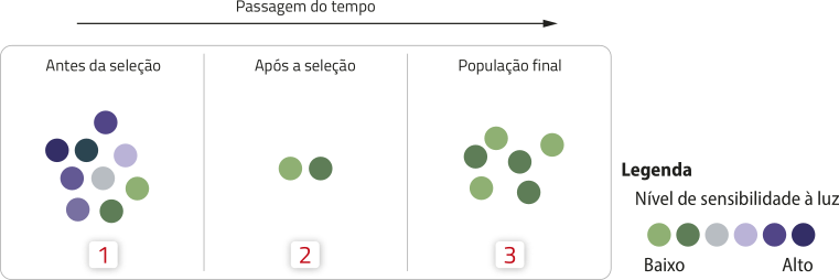 Esquema de três momentos representando uma população que passou por seleção natural. Uma seta apontando para a direita indica a passagem do tempo. 1. Antes da seleção, há 9 indivíduos com níveis de sensibilidade a luz variados, de baixo a alto. 2. Após a seleção, restaram apenas 2 indivíduos com baixo nível de sensibilidade à luz. 3. População final com 6 indivíduos com baixo nível de sensibilidade à luz.