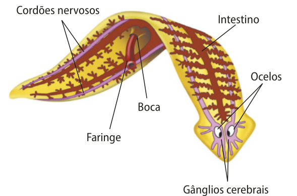 Esquema representando uma planária. Estão indicados o cordão nervoso, a boca, a faringe, o intestino, os ocelos e os gânglios cerebrais. O intestino é ramificado e preenche praticamente todo o corpo do animal. A faringe sai como um tubo da região central do ventre de um orifício chamado boca.  Os ocelos ficam lado a lado na parte de cima da cabeça. Os cordões nervosos são ramificados na região da cabeça e seguem como dois filamentos, um em cada lado do corpo.