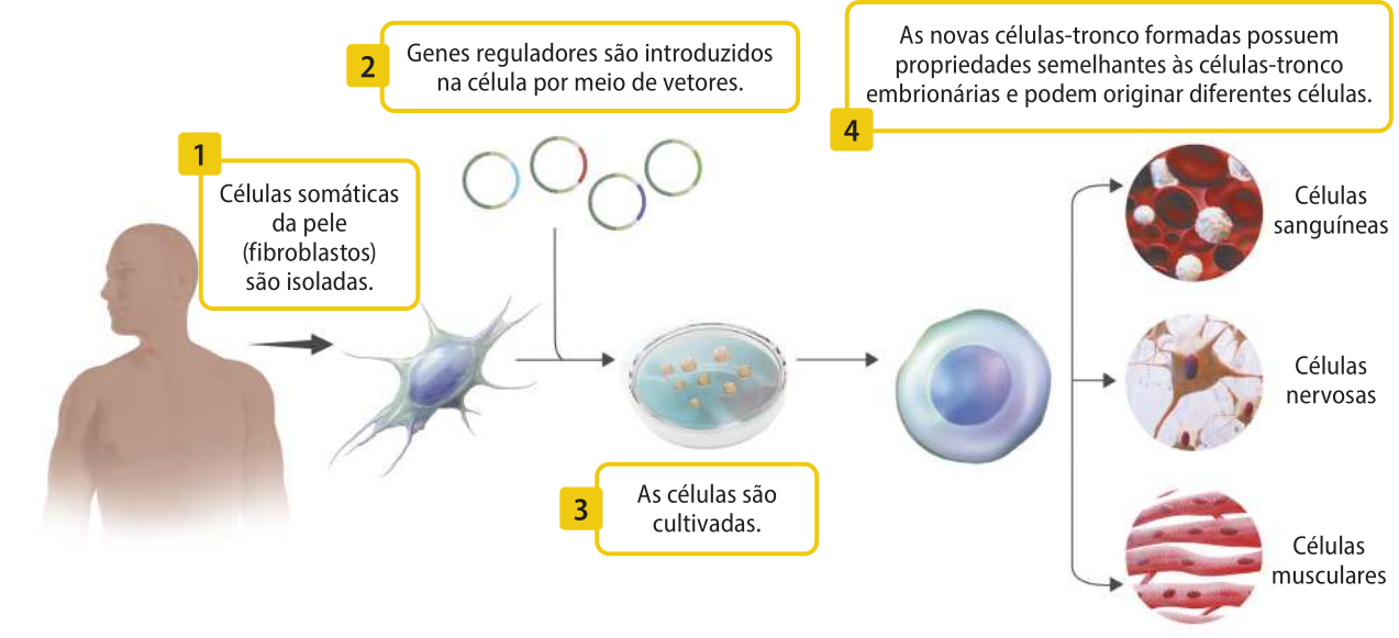 Esquema representando as etapas para obtenção de células-tronco induzidas. 1. Células somáticas da pele (fibroblastos) são isoladas. 2. Genes reguladores são introduzidos na célula por meio de vetores. 3. As células são cultivadas em placa Petri. 4. As novas células-tronco formadas possuem propriedades semelhantes às células-tronco embrionárias e podem originar diferentes células. Exemplos de células: sanguíneas, nervosas e musculares.
