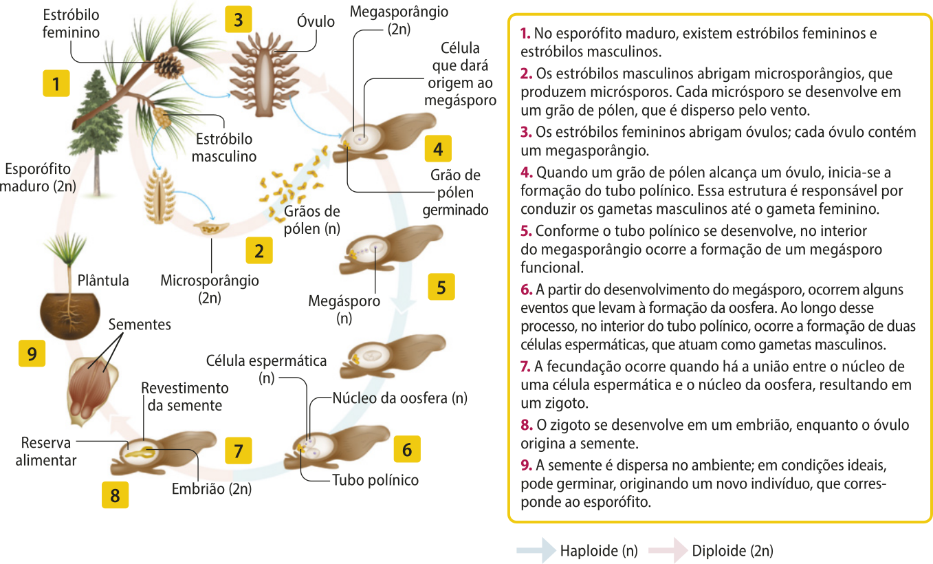Esquema representando o ciclo de vida de um pinheiro. 1. No esporófito maduro 2 n, existem estróbilos femininos e estróbilos masculinos. 2. Os estróbilos masculinos abrigam microsporângios 2 n, que produzem micrósporos. Cada micrósporo se desenvolve em um grão de pólen n, que é disperso pelo vento. 3. Os estróbilos femininos abrigam óvulos; cada óvulo contém um megasporângio 2 n. 4. Quando um grão de pólen alcança um óvulo, inicia-se a formação do tubo polínico. Essa estrutura é responsável por conduzir os gametas masculinos até o gameta feminino. 5. Conforme o tubo polínico se desenvolve, no interior do megasporângio ocorre a formação de um megásporo funcional n. 6. A partir do desenvolvimento do megásporo, ocorrem alguns eventos que levam à formação da oosfera. Ao longo desse processo, no interior do tubo polínico, ocorre a formação de duas células espermáticas n, que atuam como gametas masculinos. 7. A fecundação ocorre quando há a união entre o núcleo de uma célula espermática e o núcleo da oosfera n, resultando em um zigoto 2 n. 8. O zigoto se desenvolve em um embrião 2 n, enquanto o óvulo origina a semente. 9. A semente é dispersa no ambiente; em condições ideais, pode germinar, originando um novo indivíduo, que corresponde ao esporófito 2 n, fechando o ciclo.