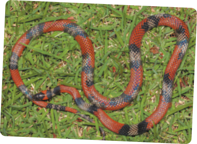 Fotografia de uma falsa-coral sobre a grama. Cobra que possui listras pelo corpo todo seguindo um padrão de cores que se repetem, nesta ordem: vermelho, preto, branco e preto. Mede cerca de 120 centímetros.