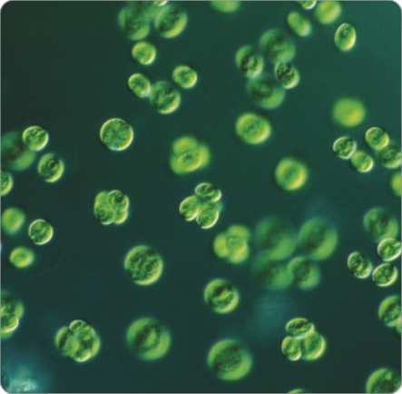 Imagem de microscopia de inúmeras algas esféricas, algumas estão agrupadas entre si.