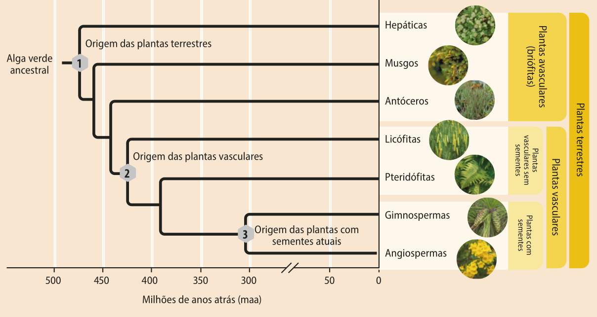 Cladograma inicia na raiz e vai até o ponto 1, origem das plantas terrestres, onde se bifurca e dá origem ao ramo das Hepáticas. O outro ramo segue até próximo nó, onde se bifurca e dá origem ao ramo dos Musgos. O outro ramo segue até próximo nó, onde se bifurca e dá origem ao ramo dos Antóceros. O próximo ramo segue até o nó 2, origem das plantas vasculares, onde se bifurca e dá origem ao ramo das Licófitas. O outro ramo segue até próximo nó, onde se bifurca e dá origem ao ramo das Pteridófitas. O outro ramo segue até o nó 3, origem das plantas com sementes atuais, onde se bifurca e dá origem ao ramo das Gminospermas e das Angiospermas. Abaixo do cladograma há uma linha que representa o tempo em milhões de anos atrás. 1. A origem das plantas terrestres ocorreu aos 475 milhões de anos atrás. 2. A origem das plantas vasculares ocorreu aos 425 milhões de anos atrás. 3. A origem das plantas com sementes atuais ocorreu aos 300 milhões de anos atrás. Os grupos de plantas avasculares, briófitas, são: hepática, musgos e antóceros. Os grupos de plantas vasculares são: licófitas, pteridófitas, gminospermas e angiospermas. As licófitas e pteridófitas são plantas vasculares sem semente. As gminospermas e angiospermas são plantas vasculares com sementes.