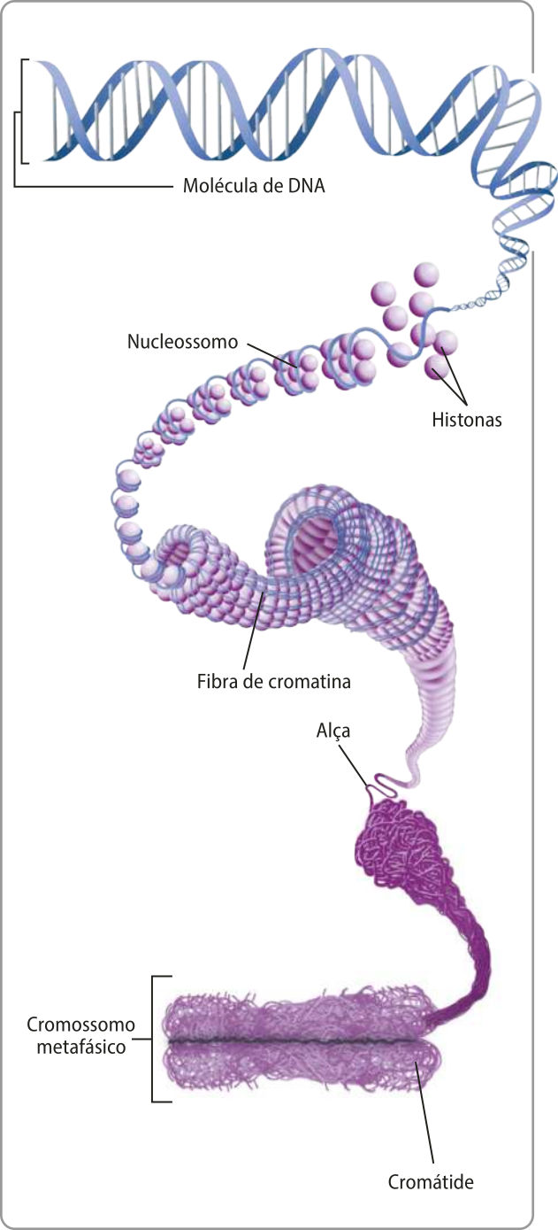 Esquema representando os diferentes graus de condensação do D N A. Uma fita representando a molécula de D N A enrolada em formato helicoidal. Esta fita se transforma em histonas e fibra de cromatina. A fibra de cromatina envolve as esferas de histona em grupos de sete, formando os nucleossomos. Este cordão de nucleossomos se organiza em forma de espiral, sendo chamado de alça. As alças unidas e emaranhadas formam as cromátides de um cromossomo metafásico.