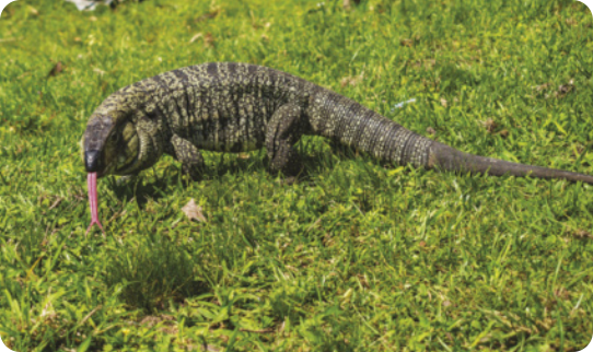 Fotografia de um teiú sobre a grama com a língua bifurcada para fora. É um lagarto de corpo robusto e cauda longa. Possui o papo bem desenvolvido e pequenas pernas musculosas. Possuem cerca de 50 centímetros de comprimento.