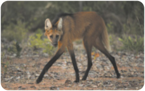 Fotografia de um lobo-guará caminhando em um ambiente de mata aberta. É um canídeo de pernas alongadas e pelo médio. Suas patas são mais escuras do que o resto do corpo. Cada indivíduo possui aproximadamente 1,2 metros.
