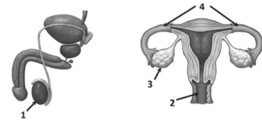 Esquema representando os sistemas genitais feminino e masculino. No sistema masculino, o testículo está indicado como 1. No sistema feminino, a vagina está indicada como 2. O ovário está indicado como 3 e as tubas uterinas como 4.
